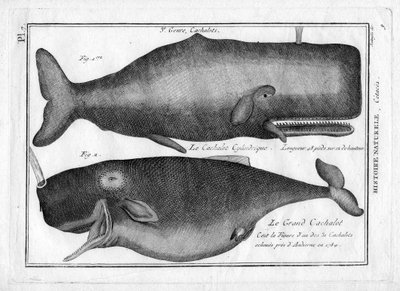 Sperm whales in "Painting Encyclopedique et Methodique des trois Regnes de la Nature" by Pierre Joseph Bonnaterre (1762-1804). Paříž 1784. od Unbekannter Künstler