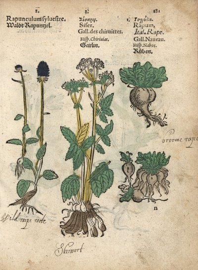 Rampion ostnitý, Phyteuma spicatum, Sium sisarum a Brassica rapa. Ručně kolorovaná dřevorytová ilustrace botanické knihy Adama Lonicera Krauterbuch, neboli Bylinářství, Frankfurt nad Mohanem. od Unbekannter Künstler