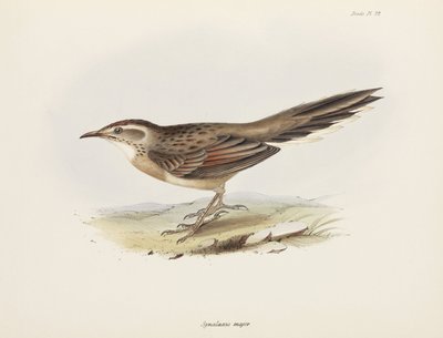 Spinetail, Jižní Amerika, c 1832-1836 od Unbekannter Künstler
