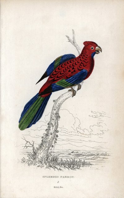 Papoušek nádherný (Psittacus gloriosus). Platycerus elegans. Litografie Josepha Kidda podle kresby Johna Audubona v Miscellany of Natural History: Lauder a kapitán Thomas Brown, vydaném v Edinburghu ve Skotsku v roce 1833. od Unbekannter Künstler
