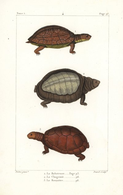 želva skvrnitá, Rhinoclemmys punctularia 1, želva indická, Lyssemys punctata 2, a želva severoafrická, Pelomedusa subrufa olivacea. Davidova ručně kolorovaná mědirytina podle ilustrace Jeana-Gabriela Pretreho z Bernu. od Unbekannter Künstler