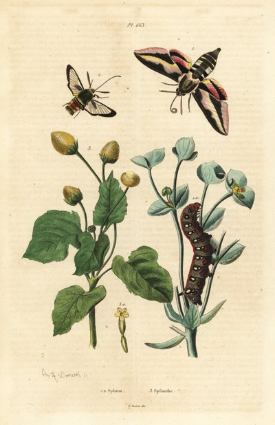 Jestřáb pryšec, Hyles euphorbiae a housenka 1, sršeň můra, Sesia apiformis 2 a rostlina bolení zubů, druh Spilanthes od Unbekannt