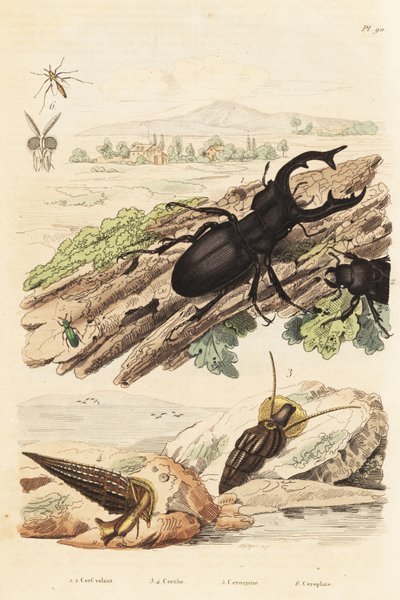 Roháč, jelen Lucanus 1, Cerithium sulcatum a měkkýši Rhinoclavis 3,4, Cerocoma elateroides 5 a vosa Keroplatus tipuloides 6 od Unbekannt