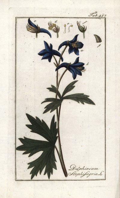 Staphisegar nebo bylina s vší, dnavá tráva nebo divoký hrozen (Delphinium staphisagria). Litografie z knihy "Afbeelding der Artseny-Gewassen" od Johannese Zorna (1739-1799), Nizozemsko od Unbekannter Künstler