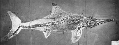 Stenopterygius megacephalus (Oxfordský ichthyosaur) nalezen Nr. Stuttgart, Německo, období Horního Liasu od Unbekannt