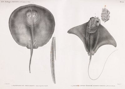 Stingray, přední a zadní od Unbekannt
