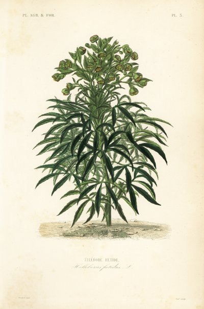 Čemeřice smradlavé, Helleborus foetidus, Ellebore fetide od Unbekannt