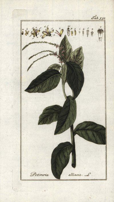 Verbena smrdutá neboli česneková liána (Petiveria alliacea). Litografie z knihy "Afbeelding der Artseny-Gewassen" od Johannese Zorna (1739-1799), Nizozemsko od Unbekannter Künstler