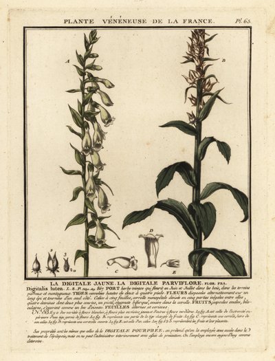 Náprstník slámový, Digitalis lutea. od Unbekannter Künstler