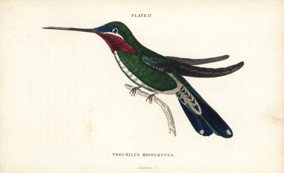 Hvězdář pruhovaný, Heliomaster squamosus (kolibřík bělopásý, Trochilus mesoleucus). Ručně kolorovaná ocelorytina Williama Lizarse z Přírodovědné knihovny sira Williama Jardina: Lizars: Ornithology: Hummingbirds Volume 2, Edinburgh, W.H. Lizars od Unbekannter Künstler