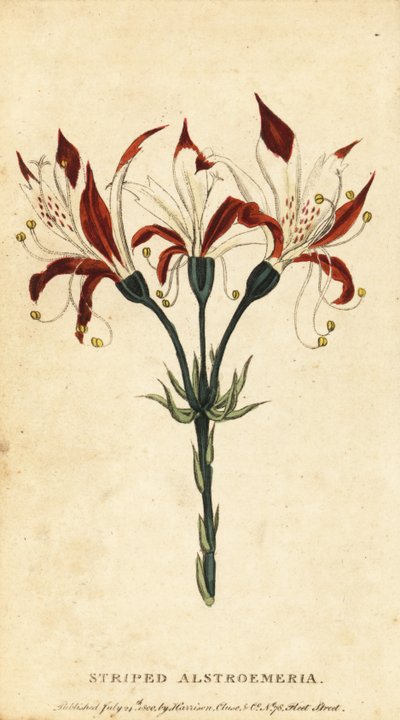 Alstroemeria, Alstroemeria ligtu. ,1800 (rytina) od Unbekannter Künstler