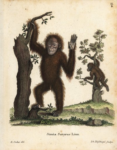 Orangutan sumaterský, Pongo abelii. Kriticky ohrožený. Ručně kolorovaná mědirytina podle ilustrace R. Oakse z knihy Johanna Christiana Daniela Schrebera Animal Illustrations after Nature, or Schreber