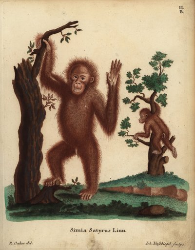 Orangutan sumaterský, Pongo abelii. Kriticky ohrožený. Simia satyrus Linn. Ručně kolorovaná mědirytina Johanna Nussbiegela podle ilustrace R. Oakse z knihy Johanna Christiana Daniela Schrebera Animal Illustrations after Nature, or Schreber