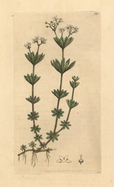 Galium odoratum (Sladká slaměnka, Asperula odorata) (gaillet odorant) Ručně kolorovaná mědirytina podle kresby Jamese Sowerbyho pro knihu James Smith