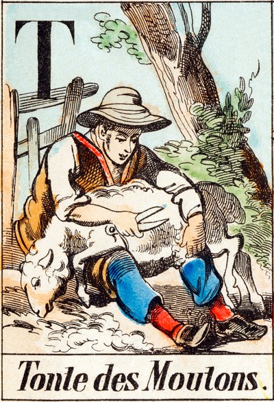 T Tonte des moutons - "Abeceda statku" konec 19. století (rytina) od Unbekannt