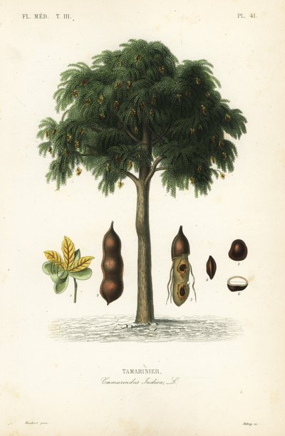 Tamarind strom, Tamarindus indica, Tamarinier od Unbekannt