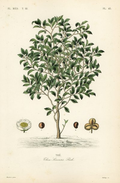Čajovník nebo čajovník, Camellia sinensis, Thea sinensis, od Unbekannt