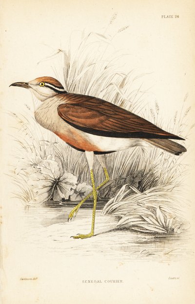 kurýr Temminckův, Cursorius temminckii (kurýr senegalský, Tachydromus senegalensis). Ručně kolorovaná ocelorytina od Williama Lizarse podle Williama Swainsona z Naturalist