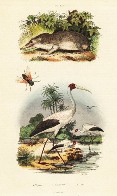 Tenrec, čáp a kůň., 1834-1839 (rytina) od Unbekannter Künstler
