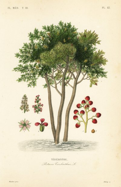 Terebinth neboli terpentýn, Pistacia terebinthus, Terebinthe od Unbekannt