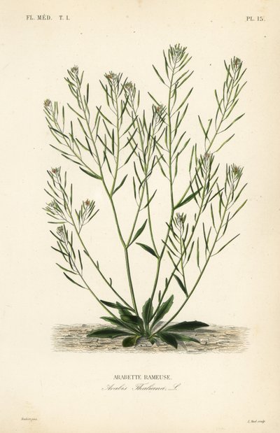 Řeřicha Thale, řeřicha klasnatá nebo arabidopsis, Arabidopsis thaliana, Arabis thaliana, Arabette rameuse od Unbekannt