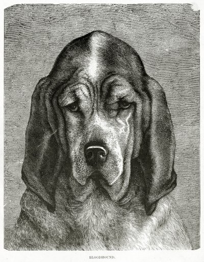 Krvavý pes. 1902 (litho) od Unknown