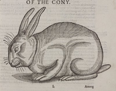 Cony od Unbekannt