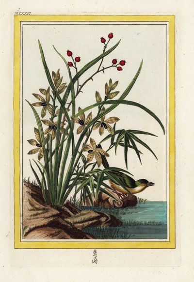 Elleborin z Číny. Čemeřice dlouholistá, Cephalanthera longifolia. Ručně kolorovaný lept od Pierra Josepha Buchoze "Vzácná a osvětlená sbírka nejkrásnějších a nejpodivuhodnějších květin, pěstovaných jak v čínských, tak v evropských zahradách, od Unbekannter Künstler