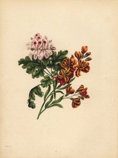 Helen Geranium, preference; The Garden Wallflower, Věrnost v neštěstí od Unbekannt