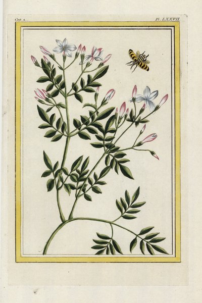 Španělský jasmín. Jasmín španělský, Jasminum grandiflorum. Ručně kolorovaný lept od Pierra Josepha Buchoze "Vzácná a osvětlená sbírka nejkrásnějších a nejzajímavějších květin, pěstovaných jak v čínských, tak v evropských zahradách", Paříž od Unbekannter Künstler