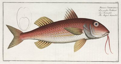 "The Striped Surmulet" od Unbekannter Künstler