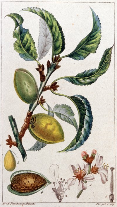 Mandlovník, asi 1801-1850 (rytina) od Unbekannter Künstler