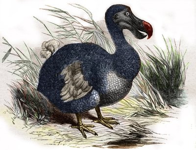 Dodo od Unbekannter Künstler