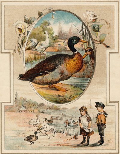 Kachna. Rytina v "Mon Premier Grand Alphabet". Bernardin-Bechet Edition, Paříž, kolem roku 1890. Ilustrace A. des Lilleuls. Žádná stránka, 46 stran. Rozměr: 31 x 22 cm. od Unbekannt