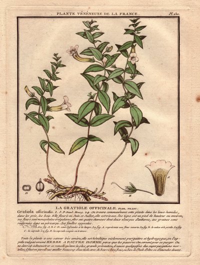 Gratiola officinale (Gratiola officinalis). Žilnatina, popis rostliny, stonku, listů, květů a kořenů. Podrobnosti o kalichu, pestíku a tobolce. Eau forte en couleurs 18. století, in Herbier de la France (1780-1793), kresba, rytina a p od Unbekannter Künstler