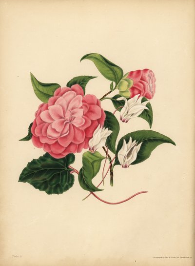 Kamélie myrtovitá nebo japonská růže, krása je vaší jedinou atrakcí; Perský Cyclamen, Diffidence od Unbekannt