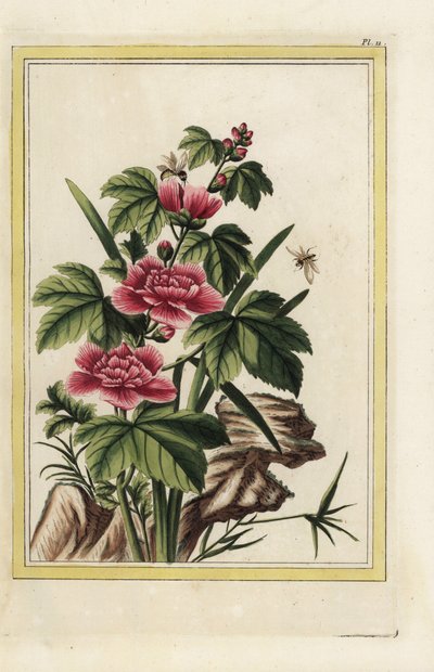 Fialový strom má inkarnátní květy. Růžový sléz, Hibiscus syriacus. Ručně kolorovaný lept od Pierra Josepha Buchoze "Vzácná a osvětlená sbírka nejkrásnějších a nejpodivuhodnějších květin, pěstovaných v čínských i evropských zahradách, od Unbekannter Künstler