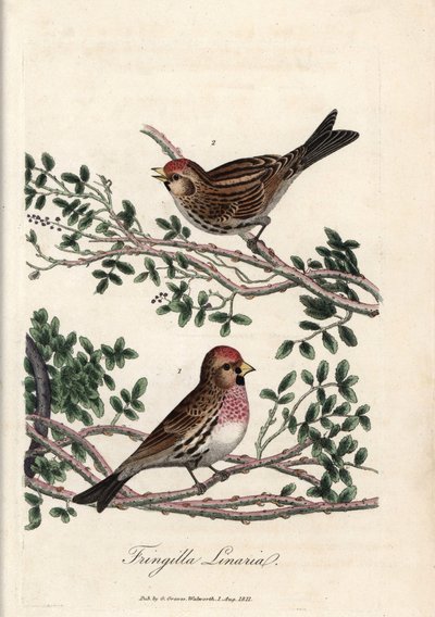 Sizerin nebo malý linotte. Barevná mědirytina George Gravese v British Ornithology. od Unbekannter Künstler
