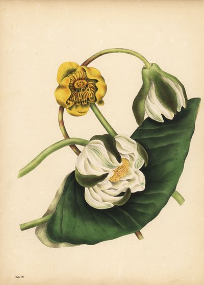 Leknín bílý, Nymphaea odorata a leknín žlutý, Nuphar lutea, Ticho od Unbekannt