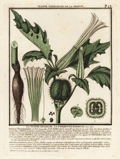 Jabloň trnitá, Datura stramonium. od Unbekannter Künstler