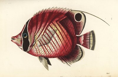 Motýlek nitěnka, Chaetodon auriga (Chaetodon červenopruhý, Chaetodon setifer). Ilustrace nakreslil a vyryl Richard Polydore Nodder. Ručně kolorovaná mědirytina z knihy George Shawa a Fredericka Noddera The Naturalist