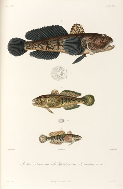 Tři druhy goby, Černé moře od Unbekannter Künstler