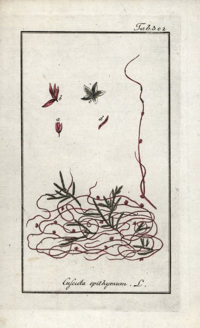 Tymiánový kuklík nebo kuklík drobnokvětý (Cuscuta epithymum). Litografie z knihy "Afbeelding der Artseny-Gewassen" od Johannese Zorna (1739-1799), Nizozemsko. od Unbekannter Künstler