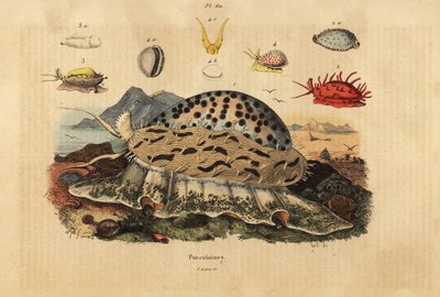 Cowrie tygří, Cypraea tigris 1, vráskavá vráskavá, Nucleolaria nucleus 2, kakaňka, Monetaria moneta 3 a Ellatrivia merces 4, Porcelaines od Unbekannt