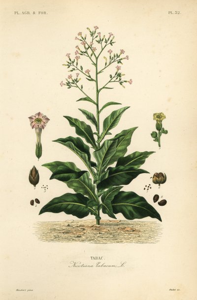 Rostlina tabáku, Nicotiana tabacum, Tabac od Unbekannt