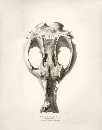 Jeřáb Toxodon, prehistorické zvíře, které nalezl Charles Darwin poblíž Montevidea v Uruguayi během své výzkumné cesty na palubě lodi Beagle. Zoologie cesty H.M.S. Beagle pod velením kapitána Fitzroye v letech 1832 až 1836 upravil a vydal prof. od Unbekannter Künstler