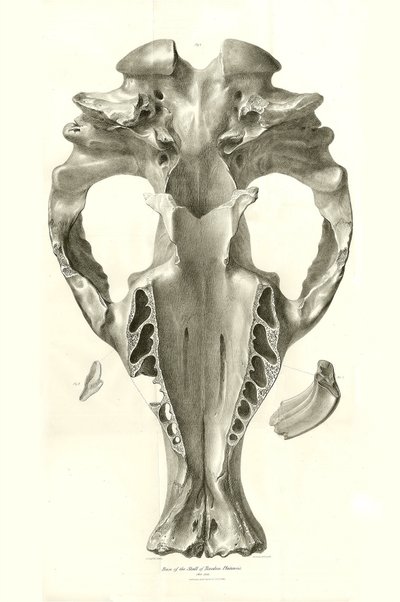 Jeřáb Toxodon, prehistorické zvíře, které nalezl Charles Darwin poblíž Montevidea v Uruguayi během své výzkumné cesty na palubě lodi Beagle. Zoologie cesty H.M.S. Beagle pod velením kapitána Fitzroye v letech 1832 až 1836 upravil a vydal prof. od Unbekannter Künstler
