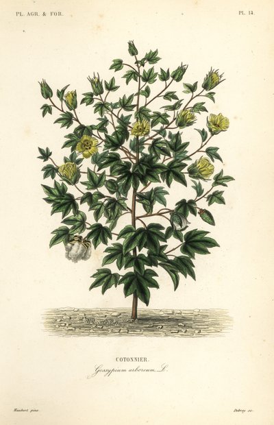 Stromová bavlna, Gossypium arboreum, Cotoninier od Unbekannt