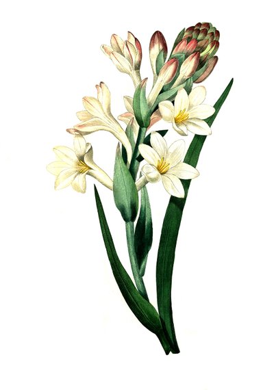 Tuberóza, Agave amica (Agave polianthes), digitální reprodukce originálu z 18. století od Unbekannter Künstler