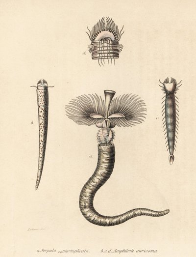 hlístice Serpula vermicularis (Serpula contortuplicata) a hlístice Amphictene auricoma (Amphitrite auricoma). Gebhartova ručně kolorovaná litografie podle Zehnerovy ilustrace z Přírodovědné galerie Georga Friedricha Treitschkeho, Naturhistoris. od Unbekannter Künstler